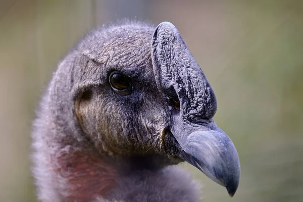 Condor Andino Vultur Gryphus Impressionante Retrato Detalhado Cabeça Bico — Fotografia de Stock