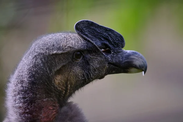 Akbabası Vultur Gryphus Baş Gaganın Etkileyici Detaylı Portresi — Stok fotoğraf