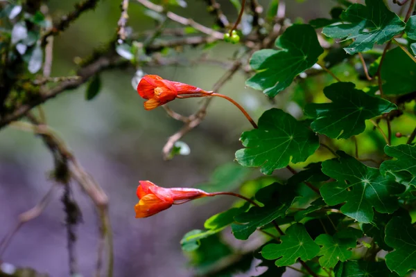 Beautiful Mashua Flower Tropaeolum Tuberosum Andean Tuber Great Nutritional Value — Stock Photo, Image