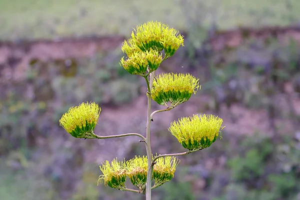 Beautiful Flowering Maguey Agave Americana Important Flowering Hummingbirds — Stock Photo, Image