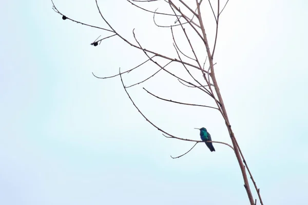 Mousserande Violett Öra Colibri Coruscans Uppflugen Ensam Grenarna Torr Stam — Stockfoto