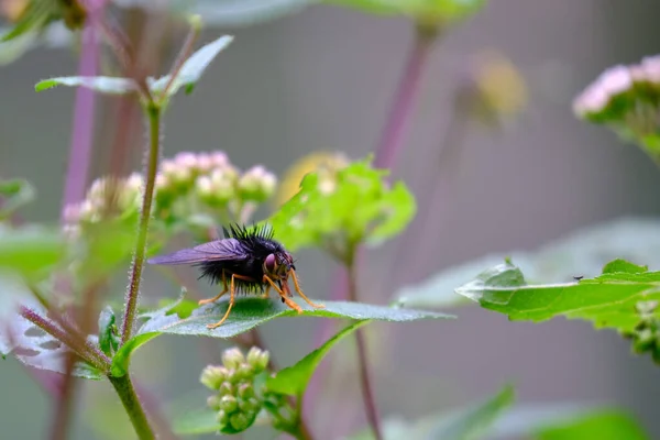 Merkwaardige Vlieg Uit Familie Van Sluipvliegen Tachinidae Heeft Een Merkwaardig — Stockfoto