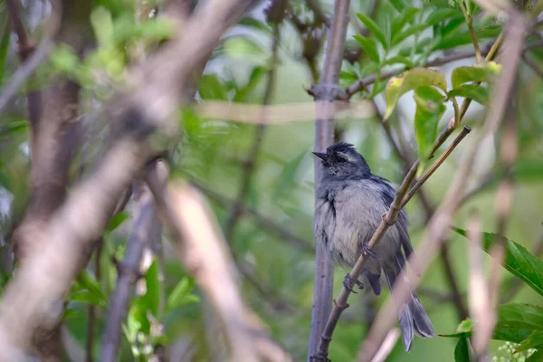 Cinereous Conebill (Conirostrum cinereum), dalların arasına tünemiştir..