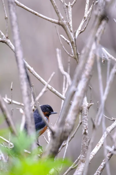 Black Throated Flowerpiercer Diglossa Brunneiventris Perched Hidden Dry Branches Bush — Stock Photo, Image