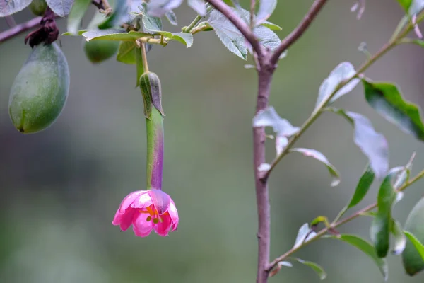 Belle Fleur Tumbo Passiflora Tripartita Délicieux Fruit Andin Natif — Photo