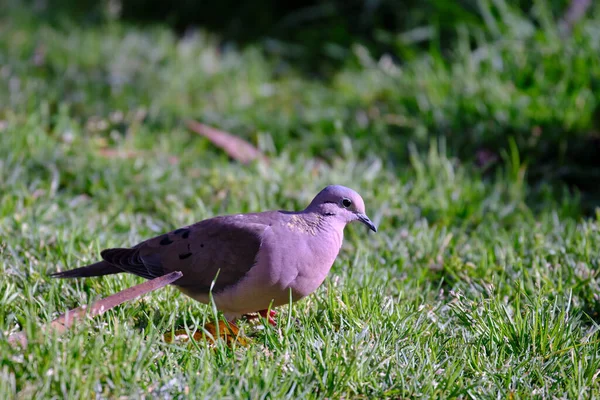 Dove Eared Zenaida Auriculata Spacerując Trawie Szukając Pożywienia — Zdjęcie stockowe