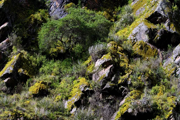 Krajina Fragment Andské Původní Vegetace Přírodních Rostlin Mechu — Stock fotografie