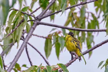 Kapüşonlu Siskin (Spinus magellanicus), bir ağacın dallarına tünemiş güzel bir tür..