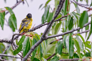 Kapüşonlu Siskin (Spinus magellanicus), bir ağacın dallarına tünemiş güzel bir tür..
