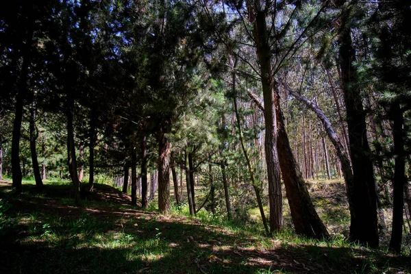 Borový Les Pinus Radiata Andských Horách Zralá Plantáž Mladými Výhonky — Stock fotografie