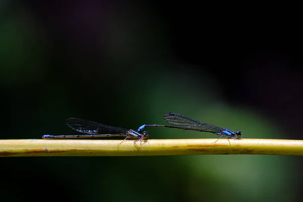 Blue Damselfly Zygoptera Perched Pair Branch — Stock fotografie