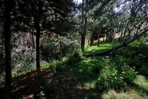 Сосновый Лес Pinus Radiata Горах Анд Зрелая Плантация Молодыми Побегами — стоковое фото