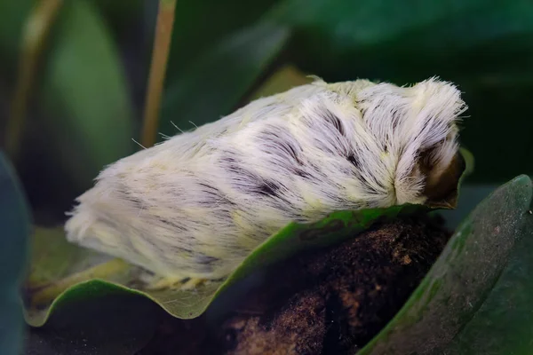 Cashpairo Guinea Pig Caterpillar Megalopyge Opercularis 一种有毒而危险的毛毛虫 其毒素存在于其美丽的刺中 — 图库照片