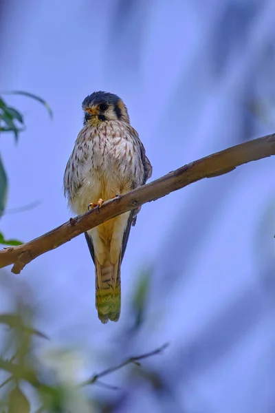 Amerikan Kestrel Falco Sparverius Okaliptüs Ağacının Dalına Tünemiş Yetişkin Bir — Stok fotoğraf