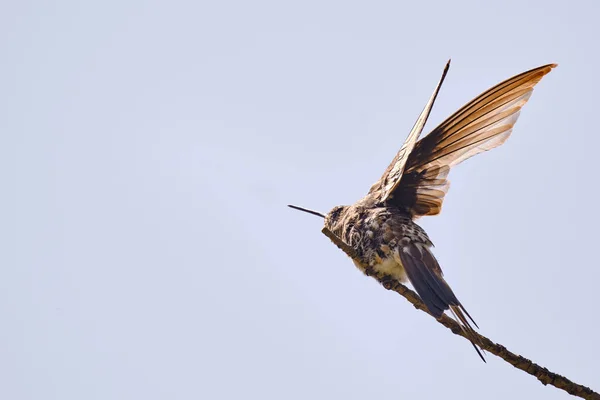 Hummingbird Gigante Patagona Gigas Bellissimo Esemplare Solitario Appoggiato Rami Secchi — Foto Stock