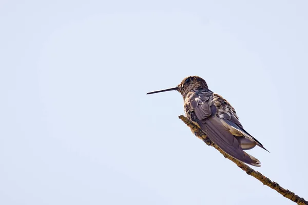 Gigante Beija Flor Patagona Gigas Belo Espécime Solitário Descansando Galhos — Fotografia de Stock