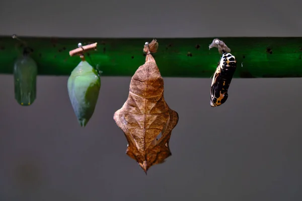 Butterfly Chrysalis Pupa Hanging Branch — Foto Stock