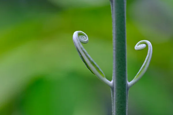 Macrophotography Part Plant Frond Rachis — 스톡 사진