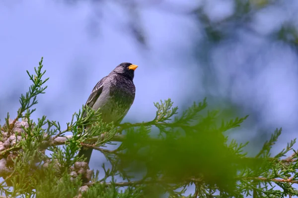 Mourning Sierra Finch Phrygilus Fruticeti Adult Male Perched Cypress Tree — Stock Photo, Image