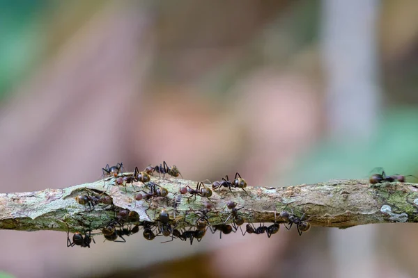 蚂蚁群 Formicidae 在森林中的树枝上行走 — 图库照片