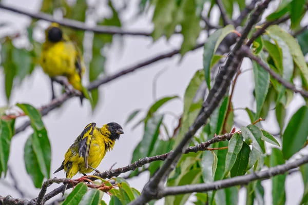 Kapüşonlu Siskin (Spinus magellanicus), bir ağacın dallarına tünemiş güzel bir tür..