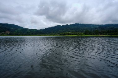 Siyah destekli Grosgaga (Pheucticus aureoventris), bir güç kablosunun üzerine tünemiş ve ormanlık bir arka plan üzerine kurulmuştur..