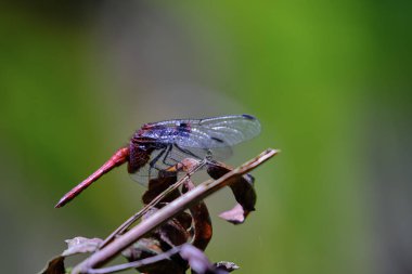 Kırmızı yusufçuk (Anisoptera) kuru bir dala tünemiş güzel bir tür.