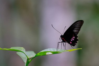 Beautiful butterfly (Heliconius melpomene) perched on a green leaf.
