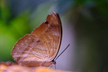 Güzel mavi morpho kelebeği (Morpho sp.) Kanatları kapalı ve hortumu genişletilmiş bir şekilde tünemiş.