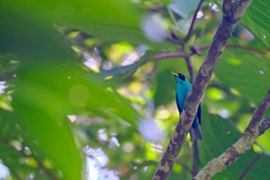 Yeşil HONEYCREEPER (Chlorophanes spiza), ormanda eski bir çalılığın kuru dalları üzerine tünemiş.