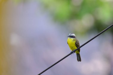 Social Flycatcher (Myiozetetes similis), perched on the dry branches of an old bush in the jungle.