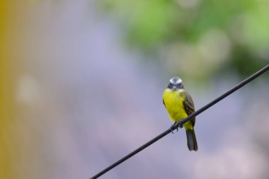 Social Flycatcher (Myiozetetes similis), perched on the dry branches of an old bush in the jungle.