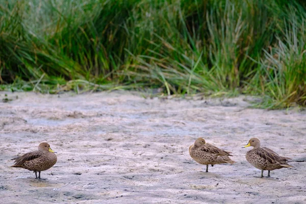 Yellow Billed Pintail Anas Georgica Perched Dry Branches Old Bush — Stockfoto