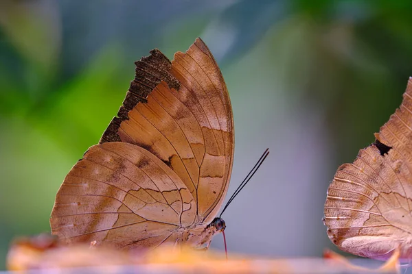 Beau Papillon Morpho Bleu Morpho Perché Avec Ses Ailes Fermées — Photo