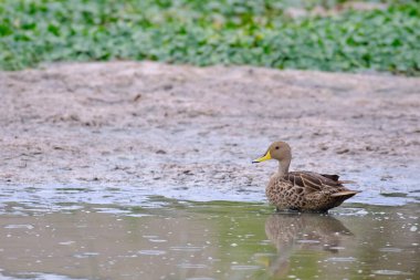 Sarı gagalı Pintail (Anas georgica) yağmur ormanlarındaki eski bir çalılığın kuru dallarına tünemişti..