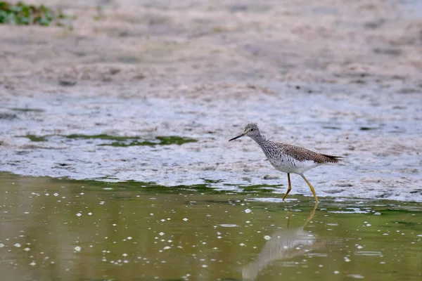 Kleiner Gelbfuß Tringa Flavipes Strandläufer Der Auf Der Suche Nach — Stockfoto