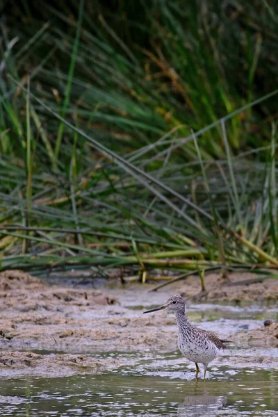 Kleiner Gelbfuß Tringa Flavipes Strandläufer Der Auf Der Suche Nach — Stockfoto