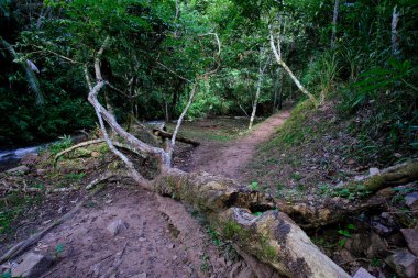Peru 'nun merkez ormanının içi, nehirleri ve şelaleleri saflık ve sükunetle dolu yoğun bitki örtüsü..
