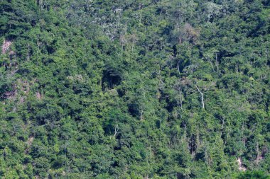 Uzaktan görülebilen doğal bir orman dokusu oluşturan Amazon ormanı manzarası.