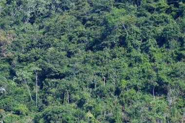Uzaktan görülebilen doğal bir orman dokusu oluşturan Amazon ormanı manzarası.