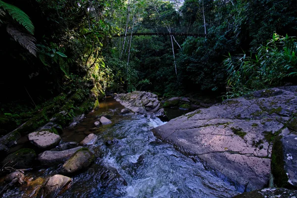 Интерьер Центральных Джунглей Перу Густая Растительность Реками Водопадами Полными Чистоты — стоковое фото