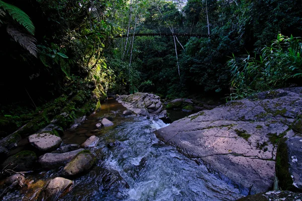 Interieur Van Centrale Jungle Van Peru Dichte Vegetatie Met Rivieren — Stockfoto