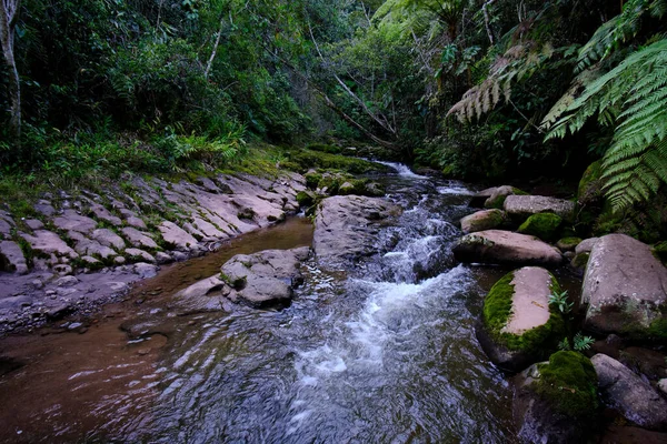 Das Innere Des Zentralen Dschungels Von Peru Dichte Vegetation Mit — Stockfoto