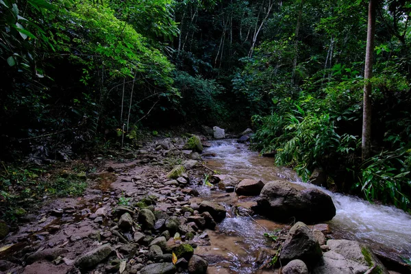 Das Innere Des Zentralen Dschungels Von Peru Dichte Vegetation Mit — Stockfoto