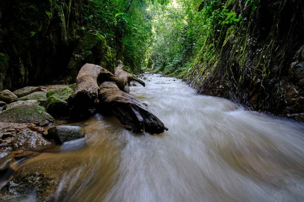 Interiör Den Centrala Djungeln Peru Tät Vegetation Med Floder Och — Stockfoto