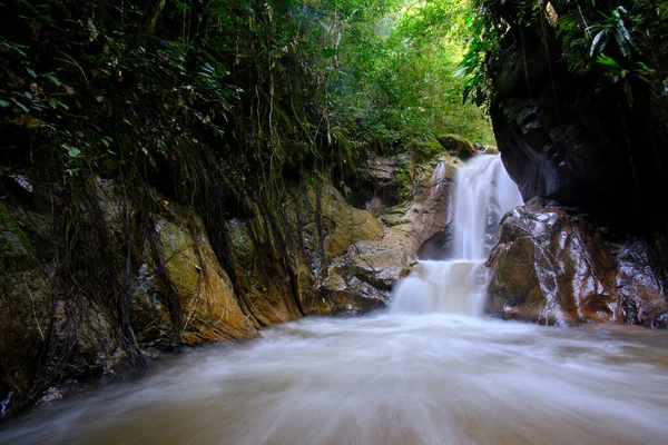 Das Innere Des Zentralen Dschungels Von Peru Dichte Vegetation Mit — Stockfoto