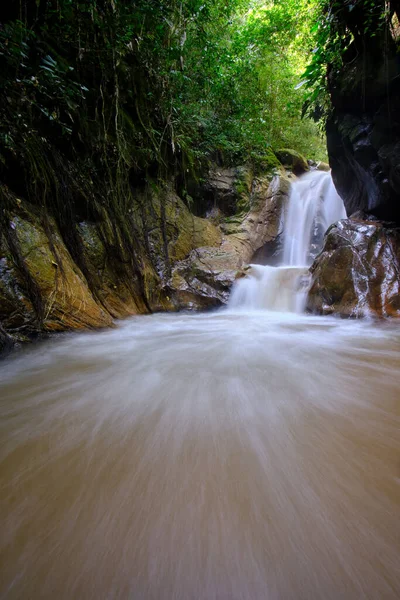 Das Innere Des Zentralen Dschungels Von Peru Dichte Vegetation Mit — Stockfoto