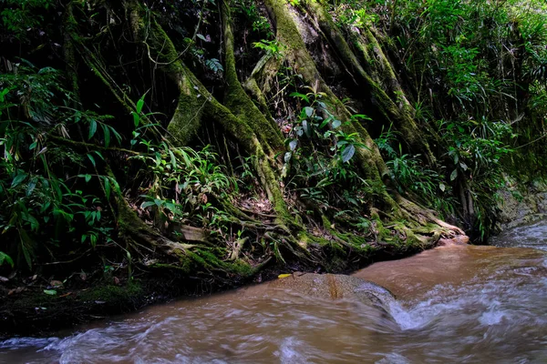 Peru Nun Merkez Ormanının Içi Nehirleri Şelaleleri Saflık Sükunetle Dolu — Stok fotoğraf
