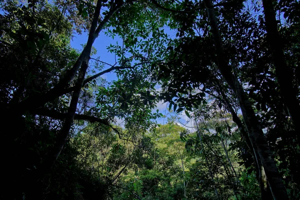 Ormanın Içindeki Yapraklı Ormanın Kesimlerine Giden Yol Ormanda Bol Bitki — Stok fotoğraf