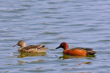 Cinnamon Teal (Spatula siyanoptera), yetişkin bir çift, bir kıyı gölünde yüzen erkek ve dişi..